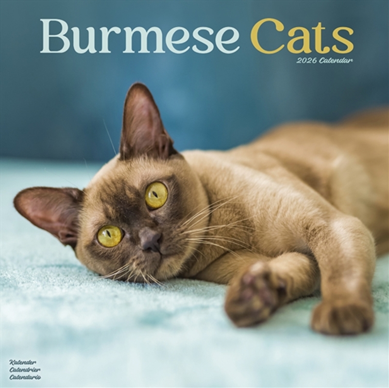 Cats - Burmese Calendar 2026 Square Cat Wall Calendar - 16 Month/Product Detail/Calendars & Diaries