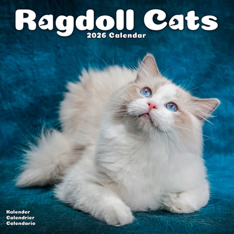 Cats - Ragdoll Calendar 2026 Square Cat Wall Calendar - 16 Month/Product Detail/Calendars & Diaries