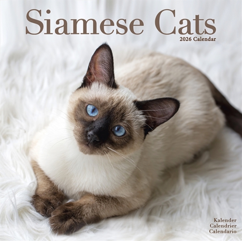 Cats - Siamese Calendar 2026 Square Cat Wall Calendar - 16 Month/Product Detail/Calendars & Diaries