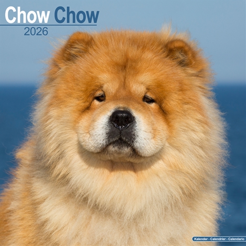 Chow Chow Calendar 2026 Square Dog Breed Wall Calendar - 16 Month/Product Detail/Calendars & Diaries