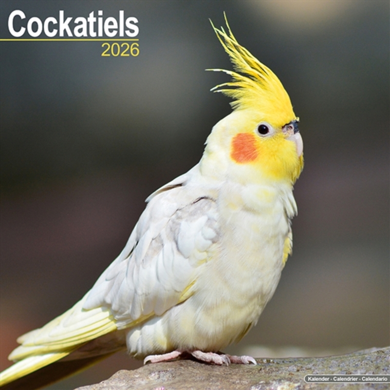 Cockatiels Calendar 2026 Square Bird Wall Calendar - 16 Month/Product Detail/Calendars & Diaries