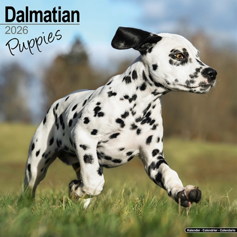 Dalmatian Puppies Calendar 2026 Square Dog Puppy Breed Wall Calendar - 16 Month/Product Detail/Calendars & Diaries