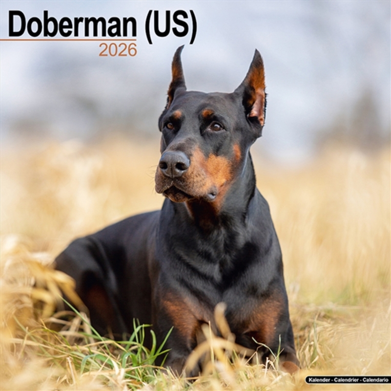 Doberman (Us) Calendar 2026 Square Dog Breed Wall Calendar - 16 Month/Product Detail/Calendars & Diaries