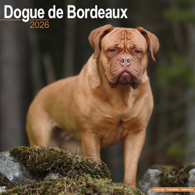 Dogue De Bordeaux Calendar 2026 Square Dog Breed Wall Calendar - 16 Month/Product Detail/Calendars & Diaries