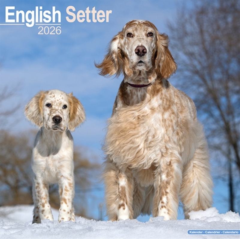 English Setter Calendar 2026 Square Dog Breed Wall Calendar - 16 Month/Product Detail/Calendars & Diaries
