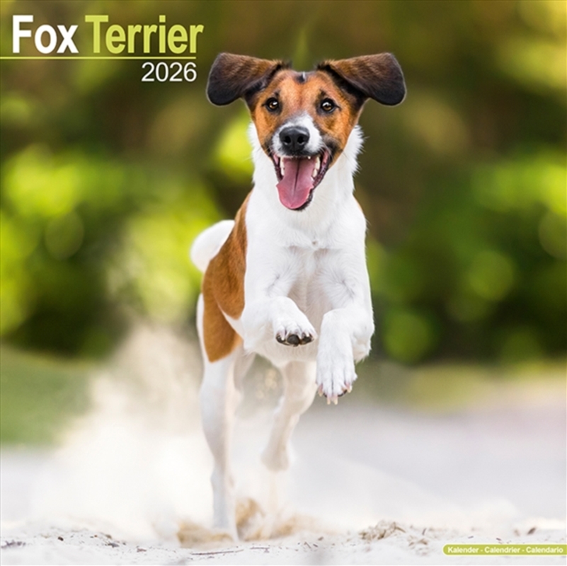 Fox Terrier Calendar 2026 Square Dog Breed Wall Calendar - 16 Month/Product Detail/Calendars & Diaries