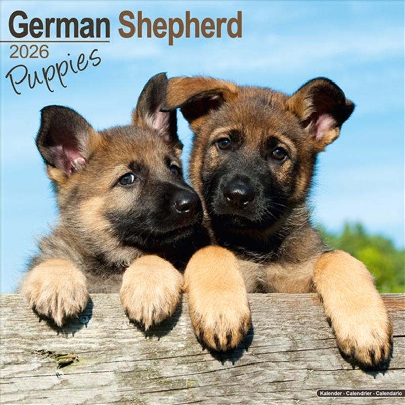 German Shepherd Puppies Calendar 2026 Square Dog Puppy Breed Wall Calendar - 16 Month/Product Detail/Calendars & Diaries