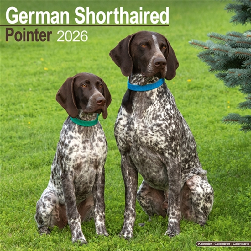German Shorthair Pointer Calendar 2026 Square Dog Breed Wall Calendar - 16 Month/Product Detail/Calendars & Diaries