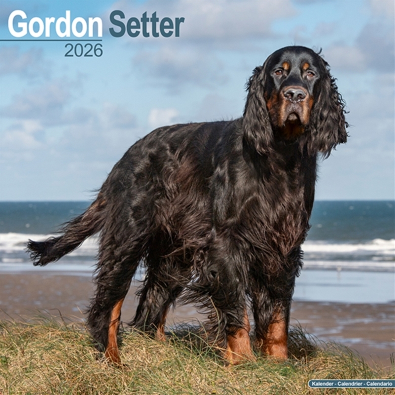 Gordon Setter Calendar 2026 Square Dog Breed Wall Calendar - 16 Month/Product Detail/Calendars & Diaries