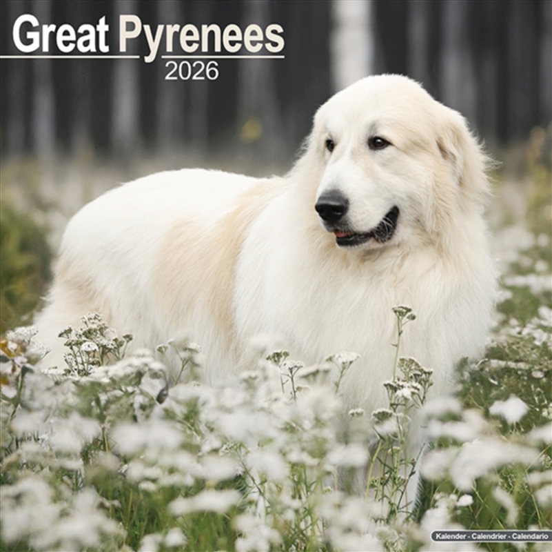 Great Pyrenees Calendar 2026 Square Dog Breed Wall Calendar - 16 Month/Product Detail/Calendars & Diaries