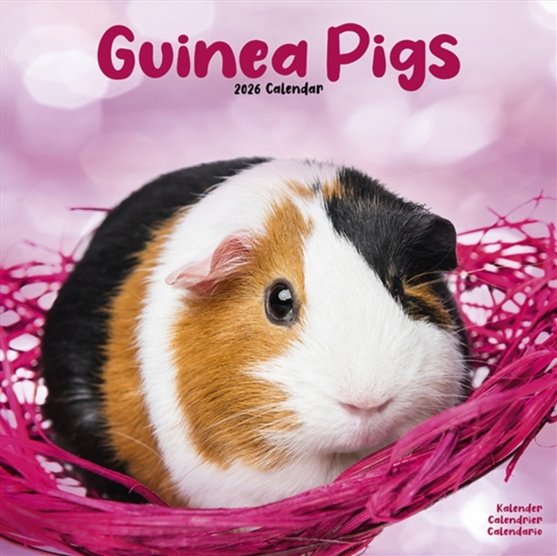 Guinea Pigs Calendar 2026 Square Animal Wall Calendar - 16 Month/Product Detail/Calendars & Diaries
