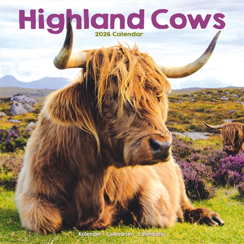 Highland Cows Calendar 2026 Square Animal Wall Calendar - 16 Month/Product Detail/Calendars & Diaries