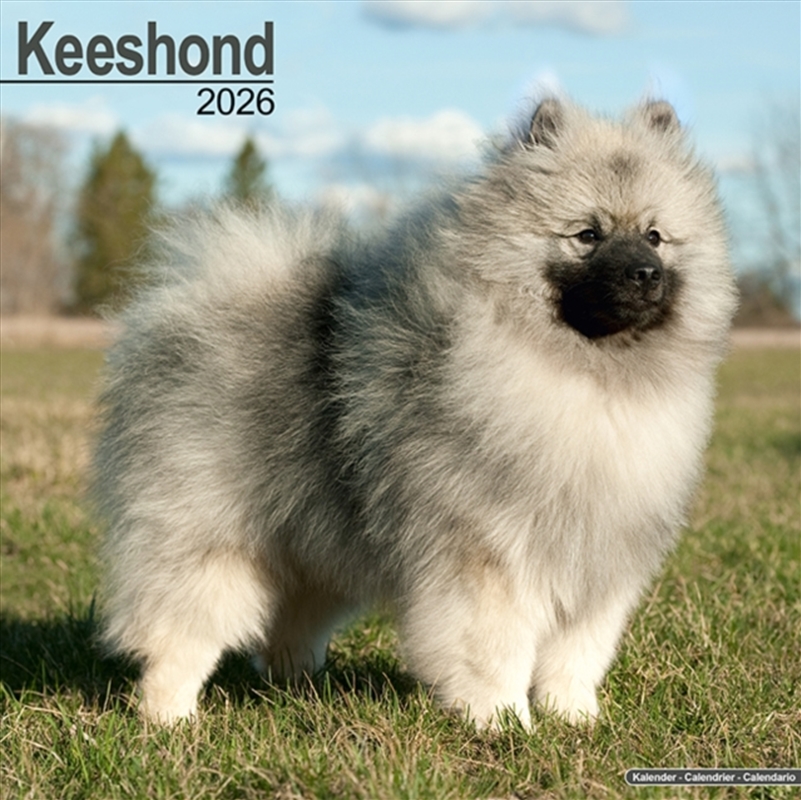Keeshond Calendar 2026 Square Dog Breed Wall Calendar - 16 Month/Product Detail/Calendars & Diaries