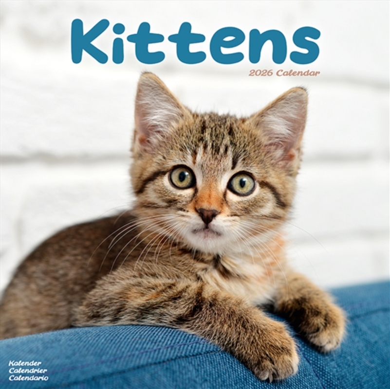 Kittens Calendar 2026 Square Cats Wall Calendar - 16 Month/Product Detail/Calendars & Diaries