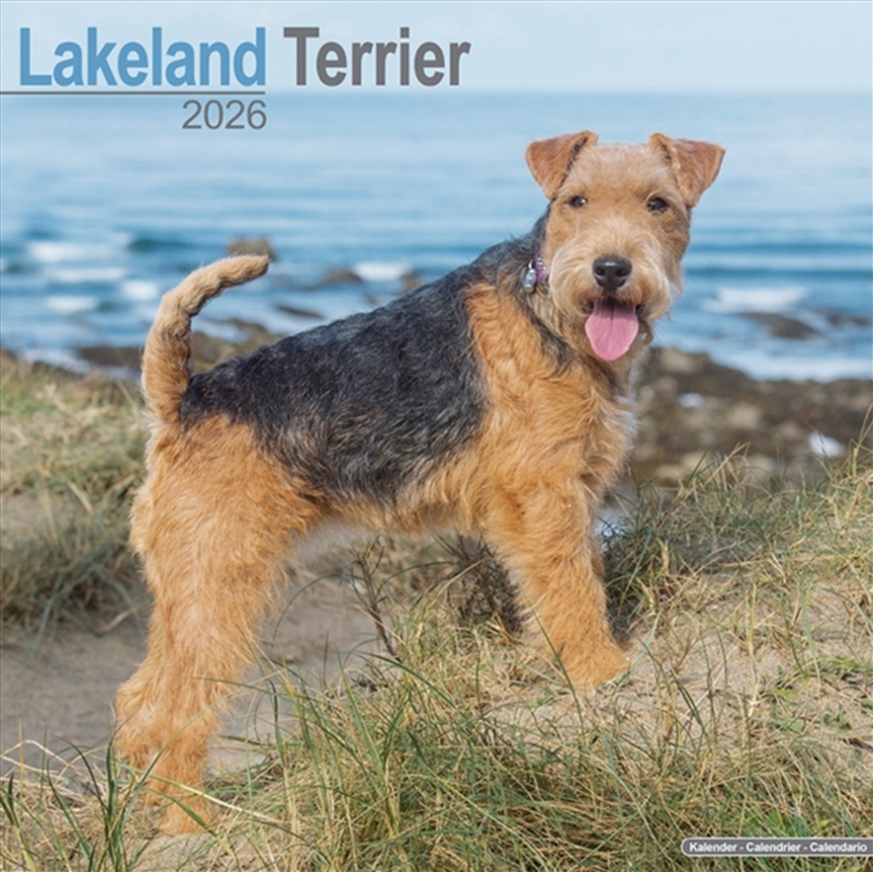 Lakeland Terrier Calendar 2026 Square Dog Breed Wall Calendar - 16 Month/Product Detail/Calendars & Diaries