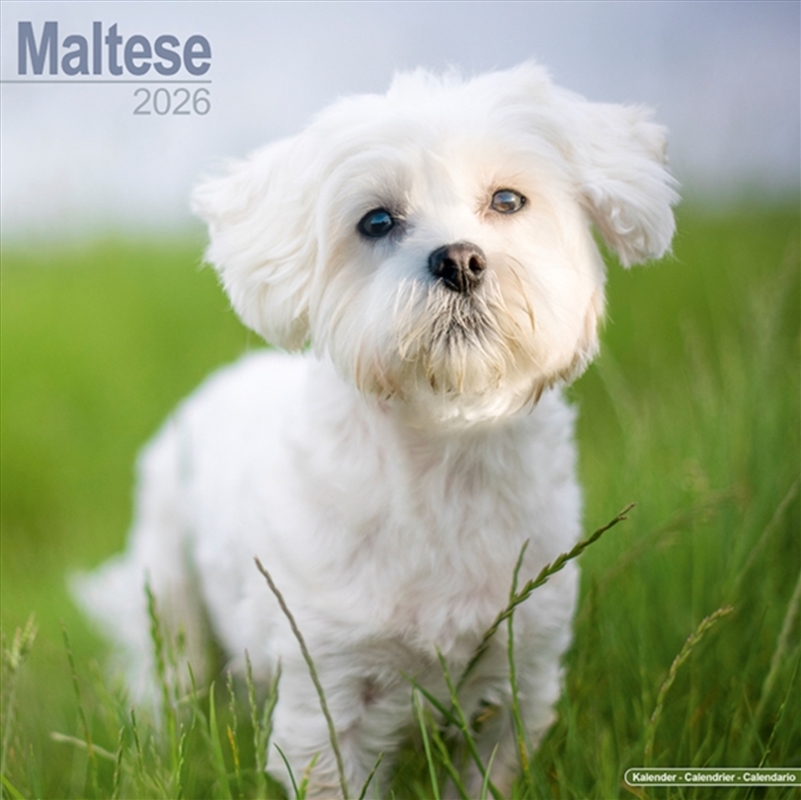 Maltese Calendar 2026 Square Dog Breed Wall Calendar - 16 Month/Product Detail/Calendars & Diaries