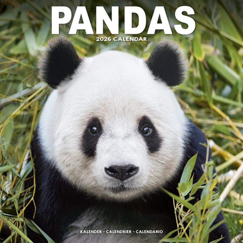 Panadas Calendar 2026 Square Animal Wall Calendar - 16 Month/Product Detail/Calendars & Diaries