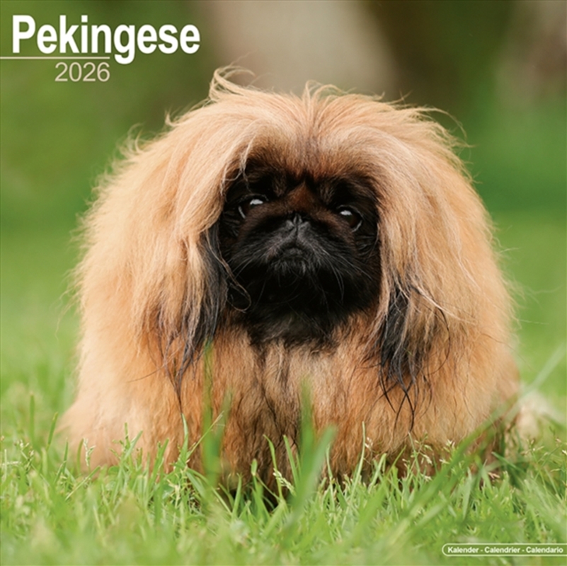 Pekingese Calendar 2026 Square Dog Breed Wall Calendar - 16 Month/Product Detail/Calendars & Diaries