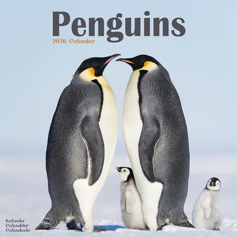 Penguins Calendar 2026 Square Animal Wall Calendar - 16 Month/Product Detail/Calendars & Diaries