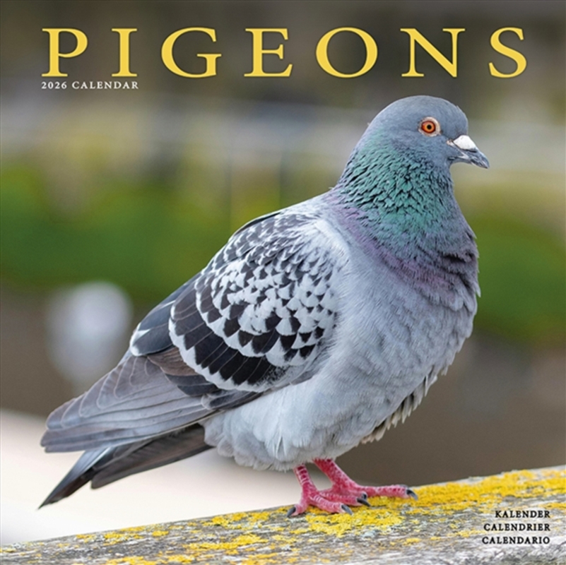 Pigeons Calendar 2026 Square Birds Wall Calendar - 16 Month/Product Detail/Calendars & Diaries
