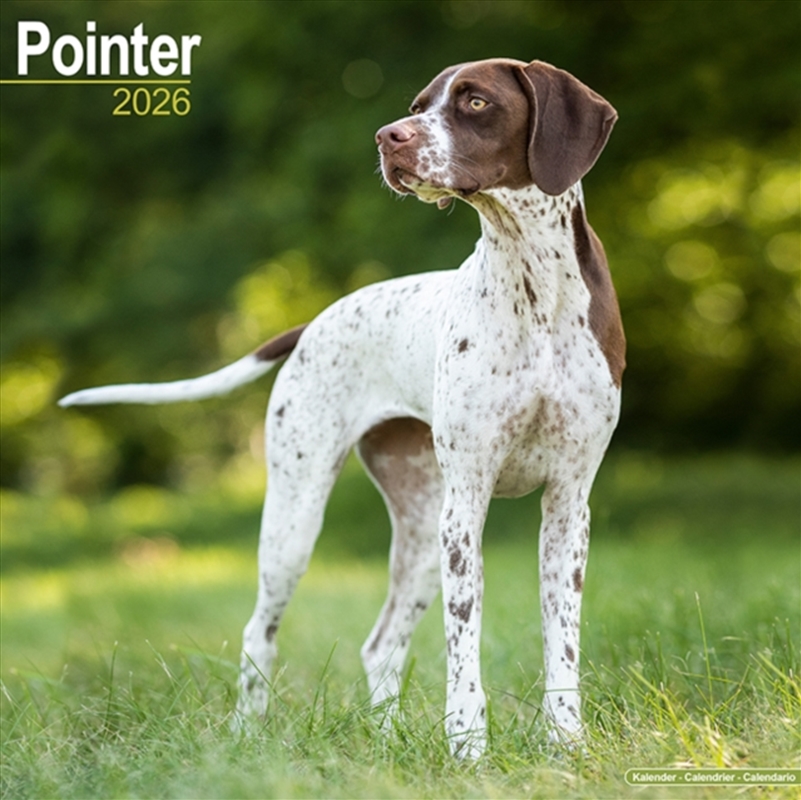 Pointer Calendar 2026 Square Dog Breed Wall Calendar - 16 Month/Product Detail/Calendars & Diaries