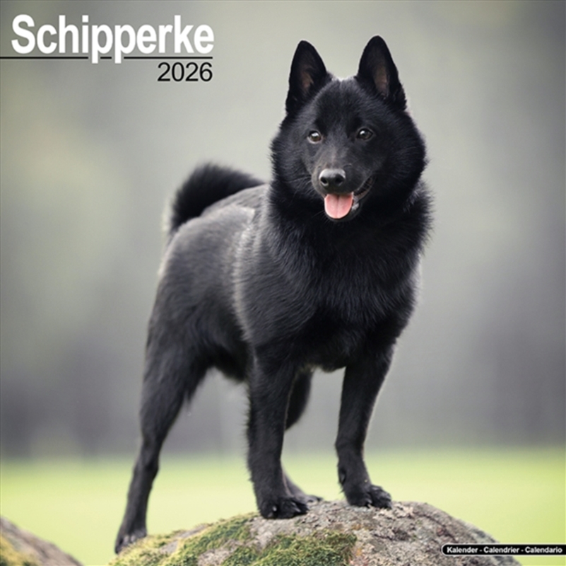 Schipperke Calendar 2026 Square Dog Breed Wall Calendar - 16 Month/Product Detail/Calendars & Diaries