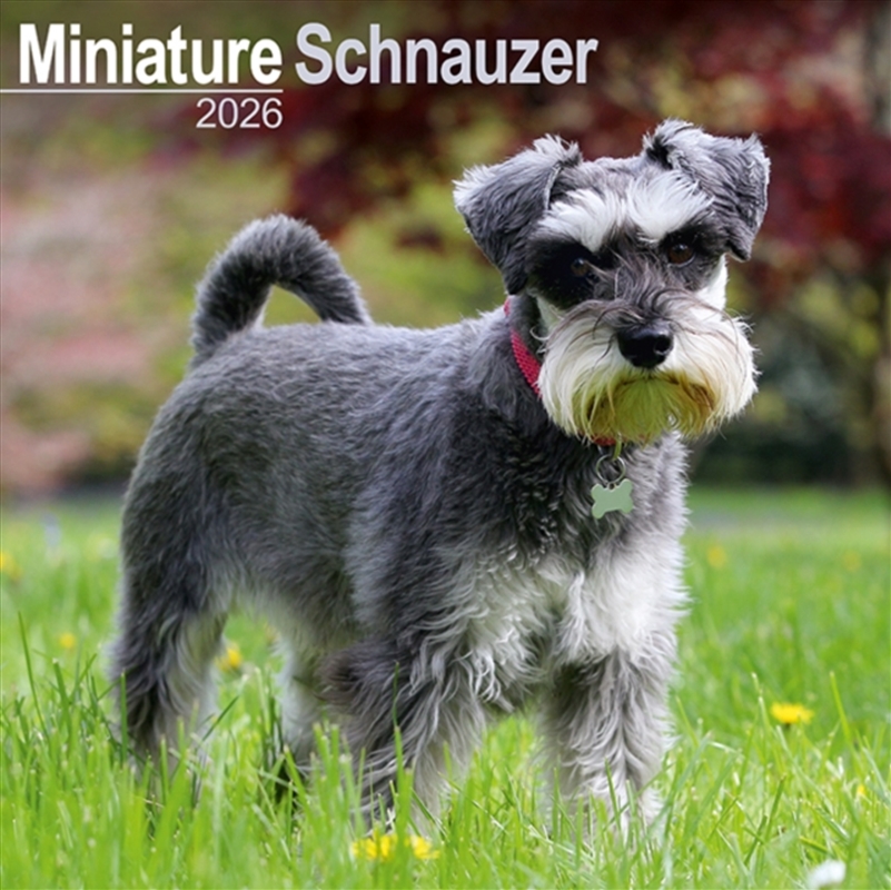 Schnauzer Miniature Calendar 2026 Square Dog Breed Wall Calendar - 16 Month/Product Detail/Calendars & Diaries