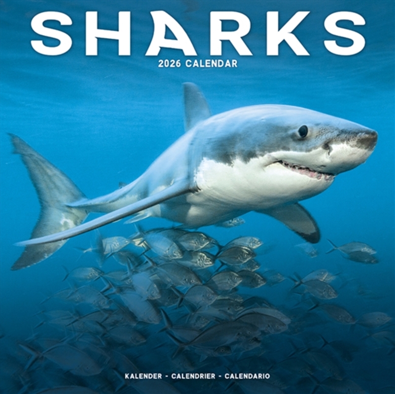 Sharks Calendar 2026 Square Animal Wall Calendar - 16 Month/Product Detail/Calendars & Diaries