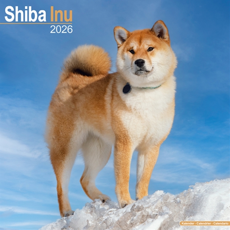 Shiba Inu Calendar 2026 Square Dog Breed Wall Calendar - 16 Month/Product Detail/Calendars & Diaries