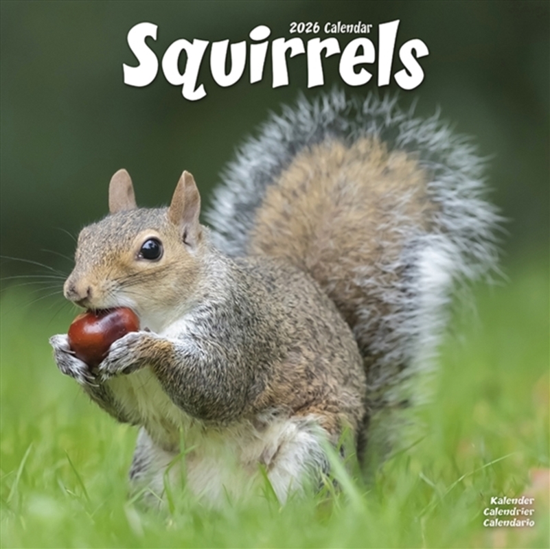 Squirrels Calendar 2026 Square Animal Wall Calendar - 16 Month/Product Detail/Calendars & Diaries