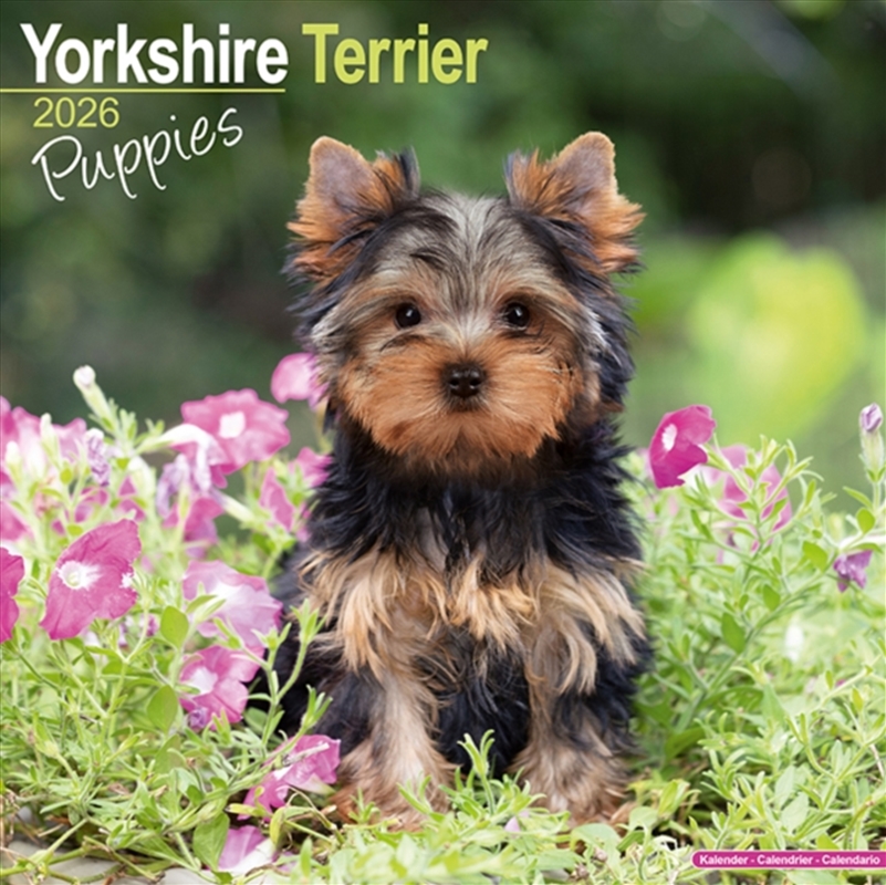 Yorkshire Terrier Puppies Calendar 2026 Square Dog Puppy Breed Wall Calendar - 16 Month/Product Detail/Calendars & Diaries