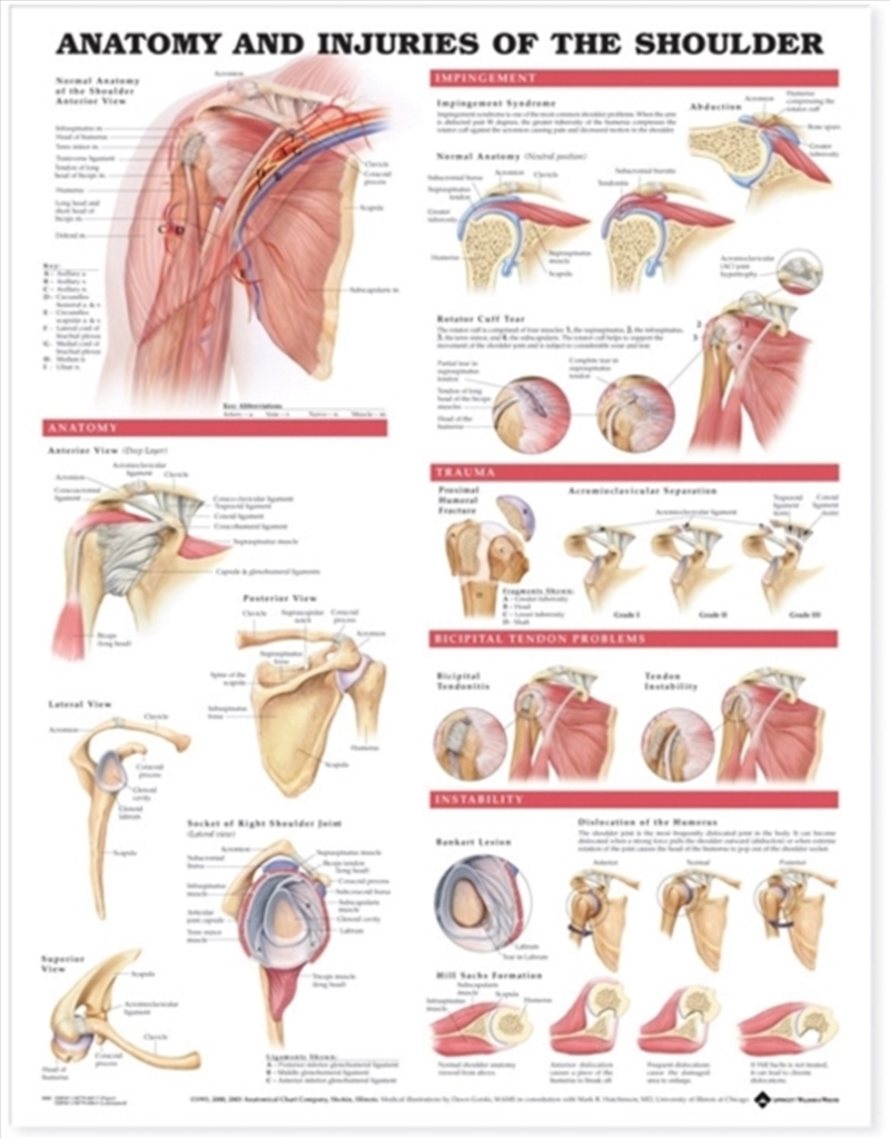 Anatomy And Injuries Of The Shoulder Anatomical Chart/Product Detail/Healthcare