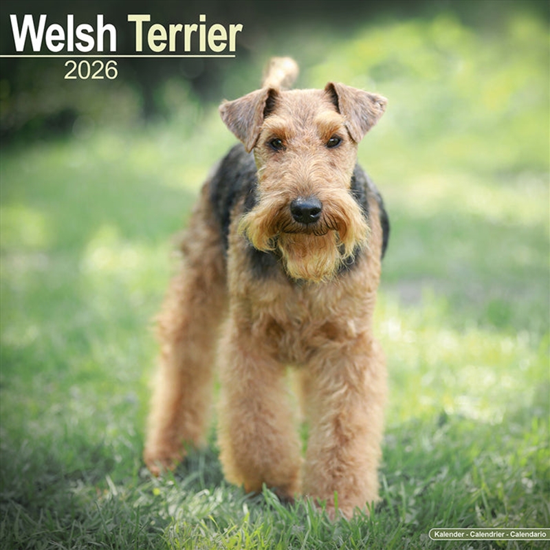 Welsh Terriers 2026 Square Wall Calendar/Product Detail/Calendars & Diaries