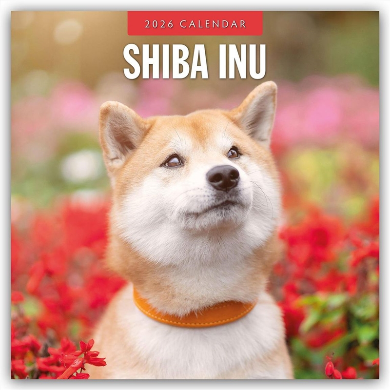 Shiba Inu 2026 Square Wall Calendar/Product Detail/Calendars & Diaries