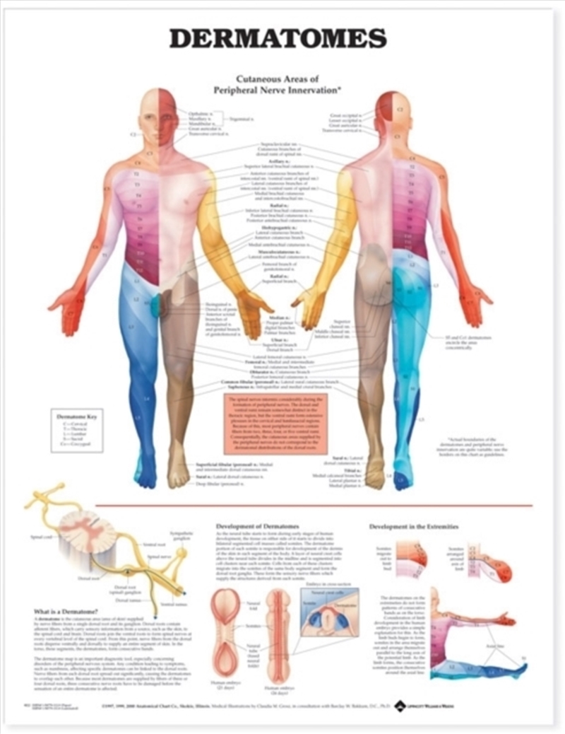 Dermatomes/Product Detail/Healthcare