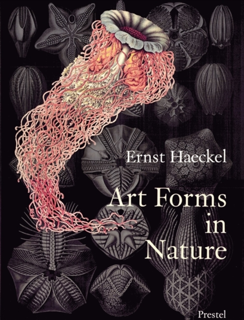 Art Forms In Nature Ernst Haeckl Prints/Product Detail/Art