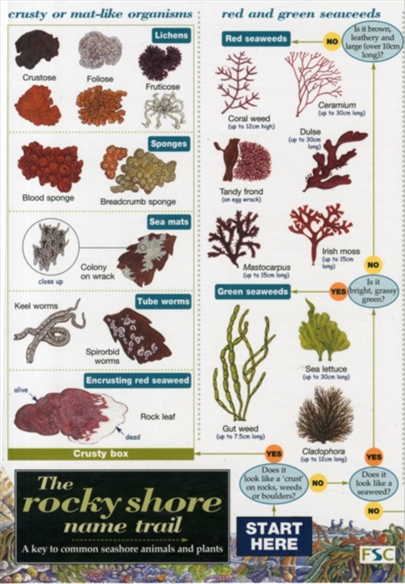 Rocky Shore Name Trail Chart/Product Detail/Animals & Nature