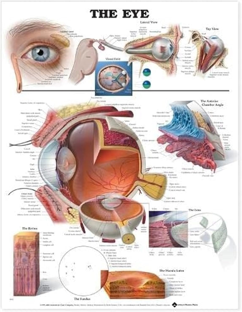 The Eye Anatomical Chart/Product Detail/Healthcare