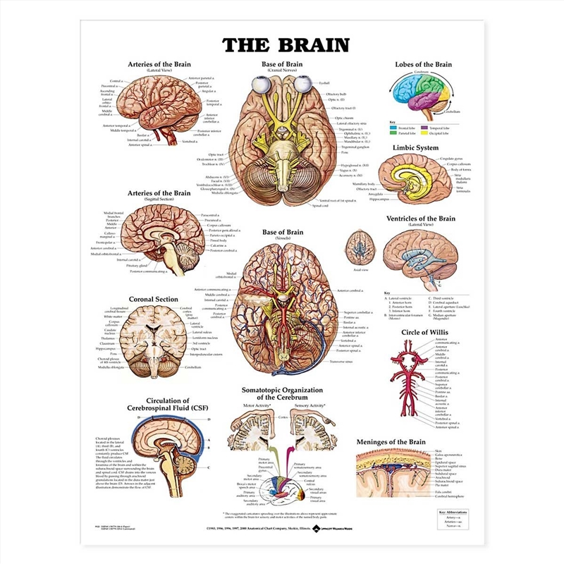 The Brain Anatomical Chart/Product Detail/Healthcare