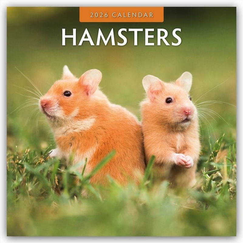 Hamsters 2026 Square Wall Calendar/Product Detail/Calendars & Diaries