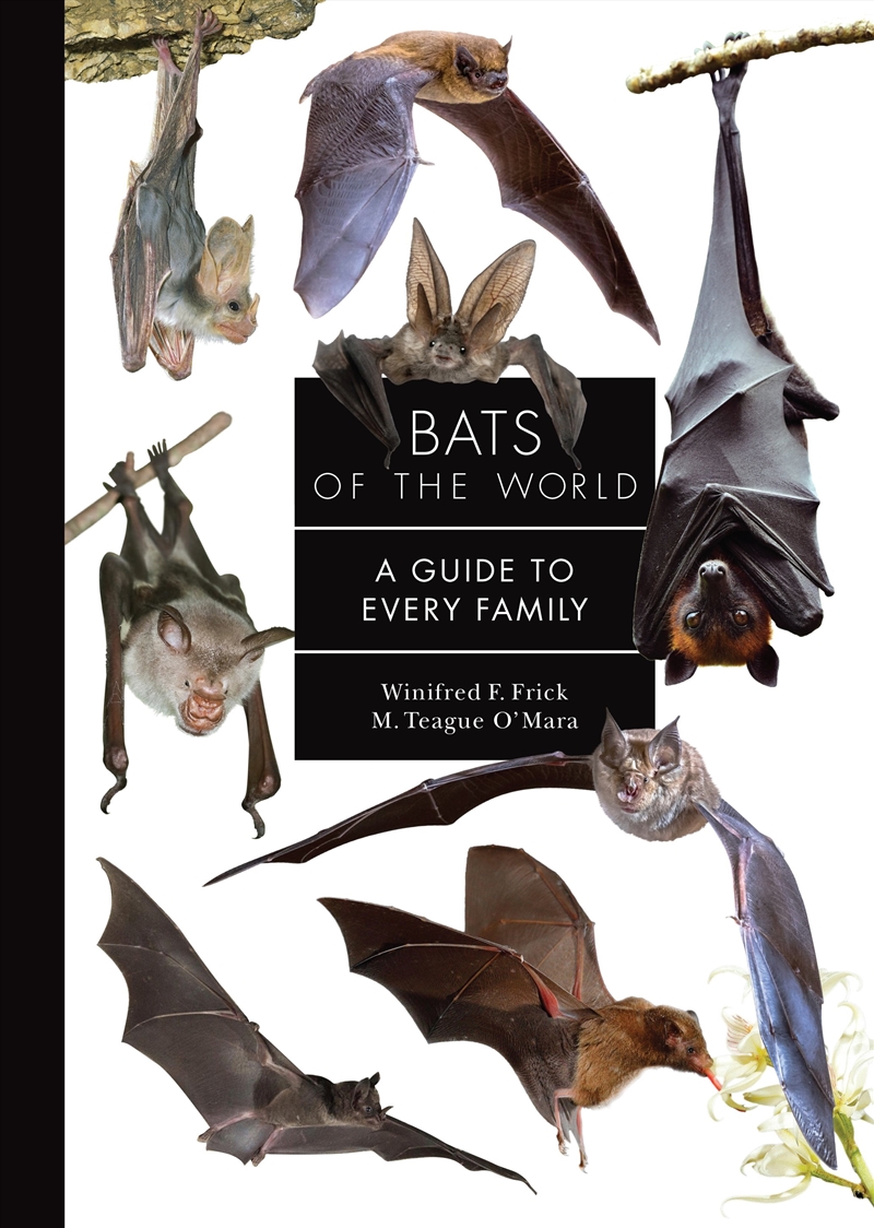 Bats Of The World/Product Detail/Animals & Nature