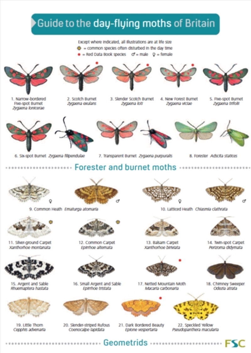 Guide To The Day-Flying Moths/Product Detail/Animals & Nature