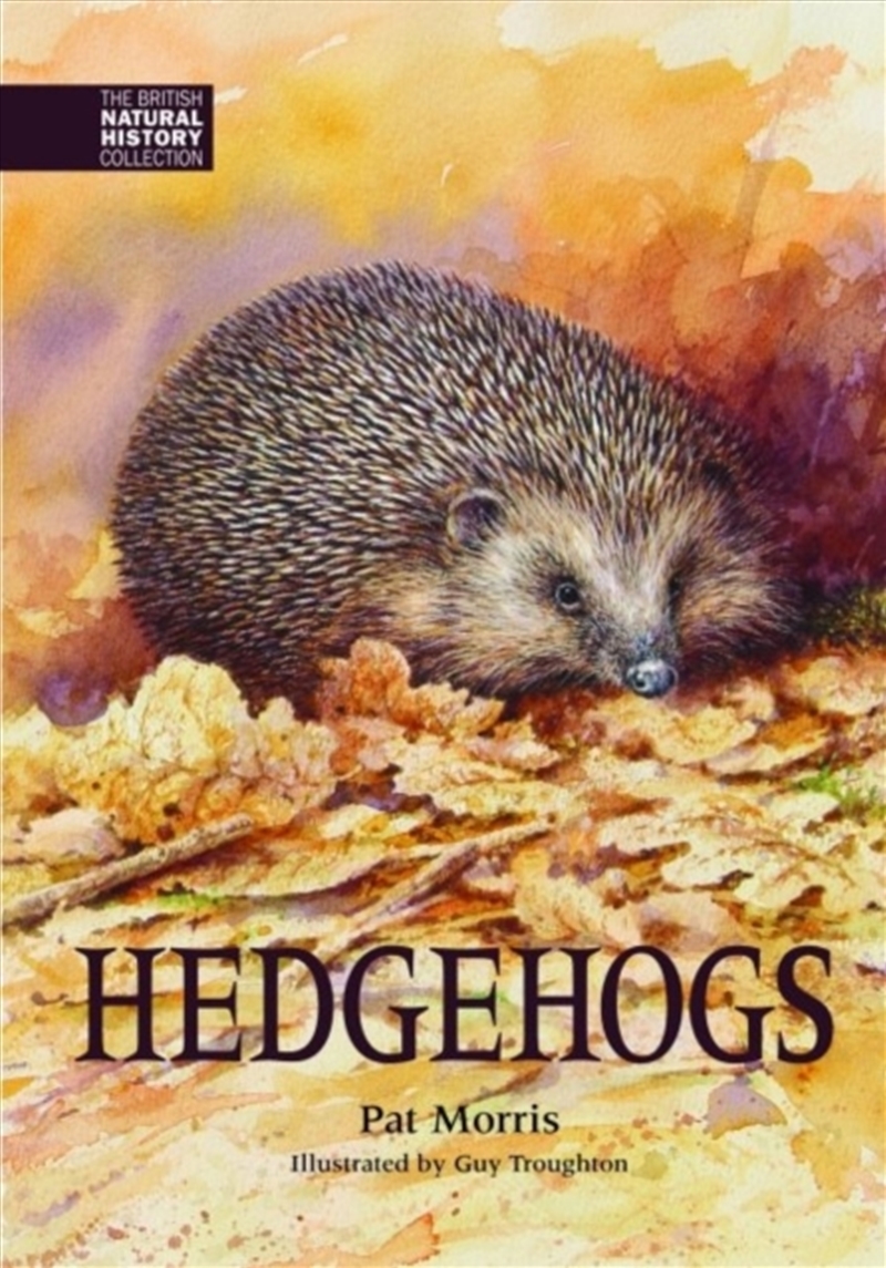 Hedgehogs/Product Detail/Animals & Nature