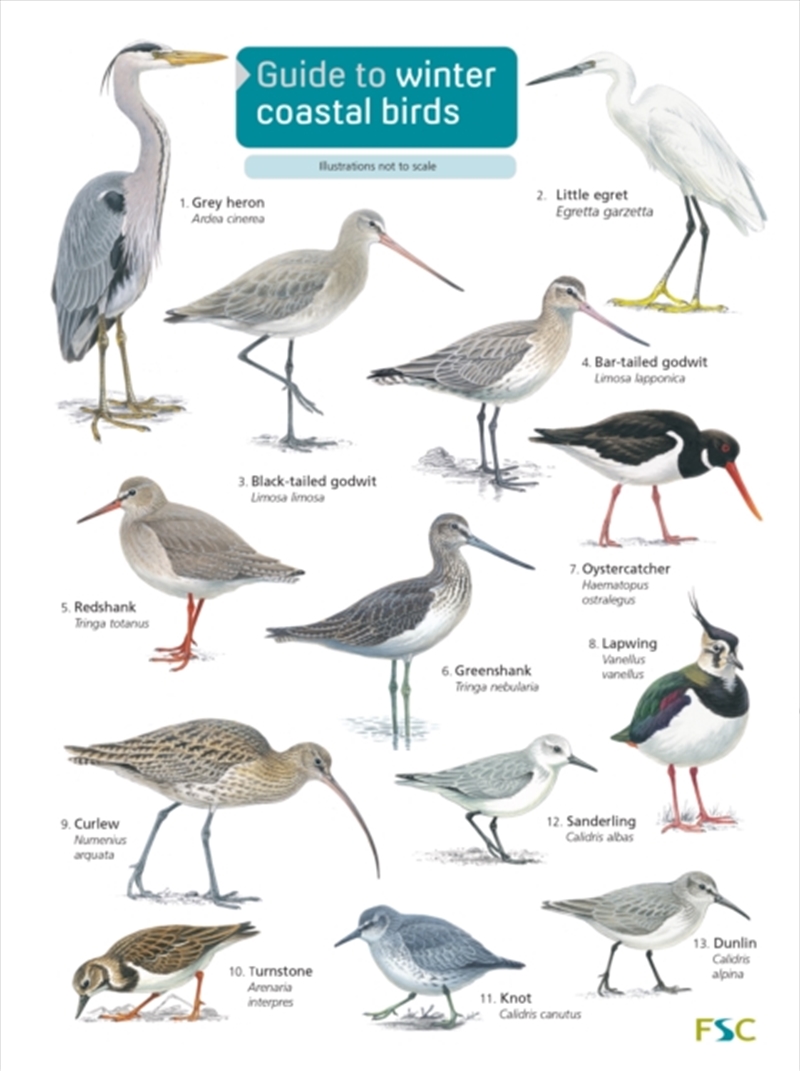 Guide To Winter Coastal Birds/Product Detail/Animals & Nature