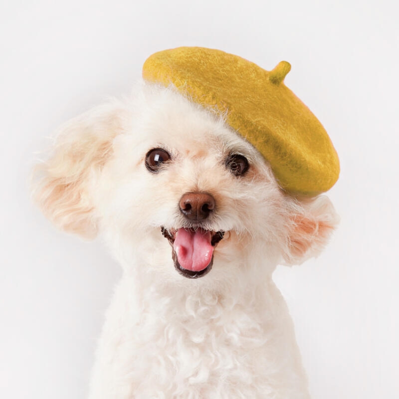 ARTBOX - Pet Beret Yellow/Product Detail/KPOP Merch