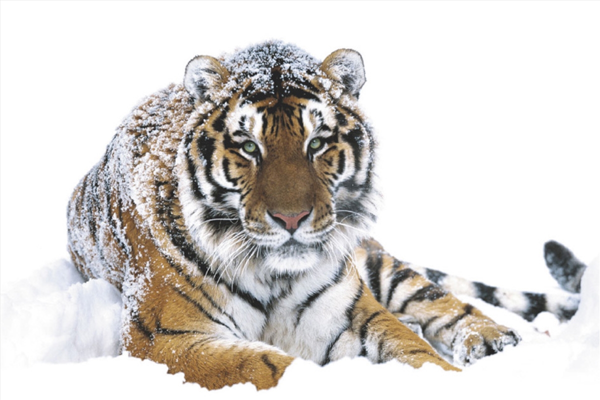 Siberian Tiger In The Snow/Product Detail/Posters & Prints