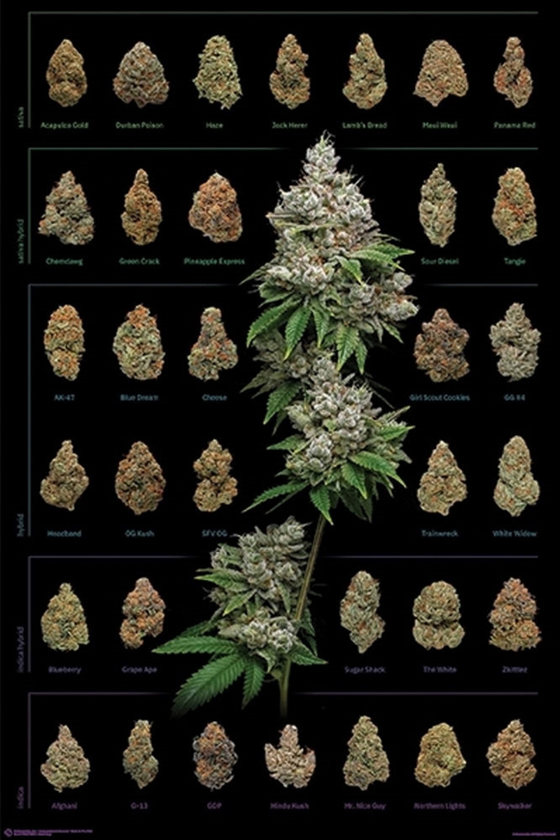 Dank Nugs/Product Detail/Posters & Prints