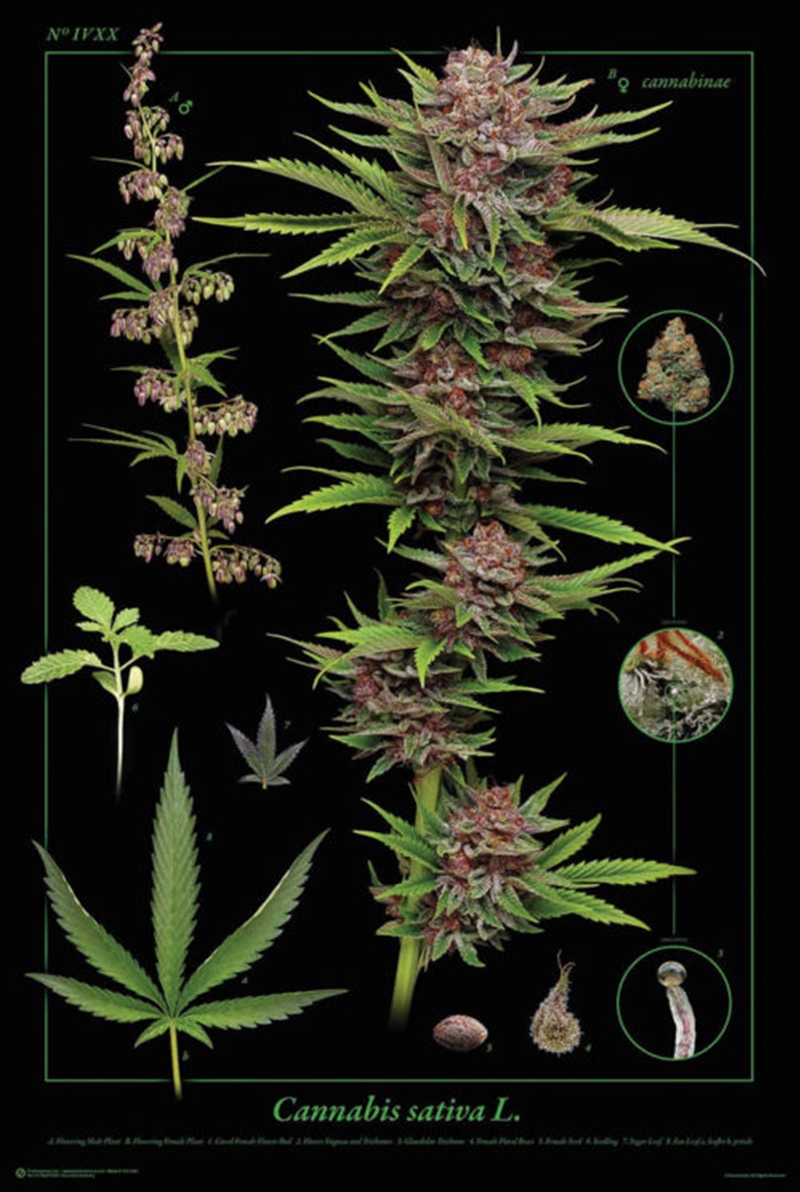 Cannabis Anatomy/Product Detail/Posters & Prints