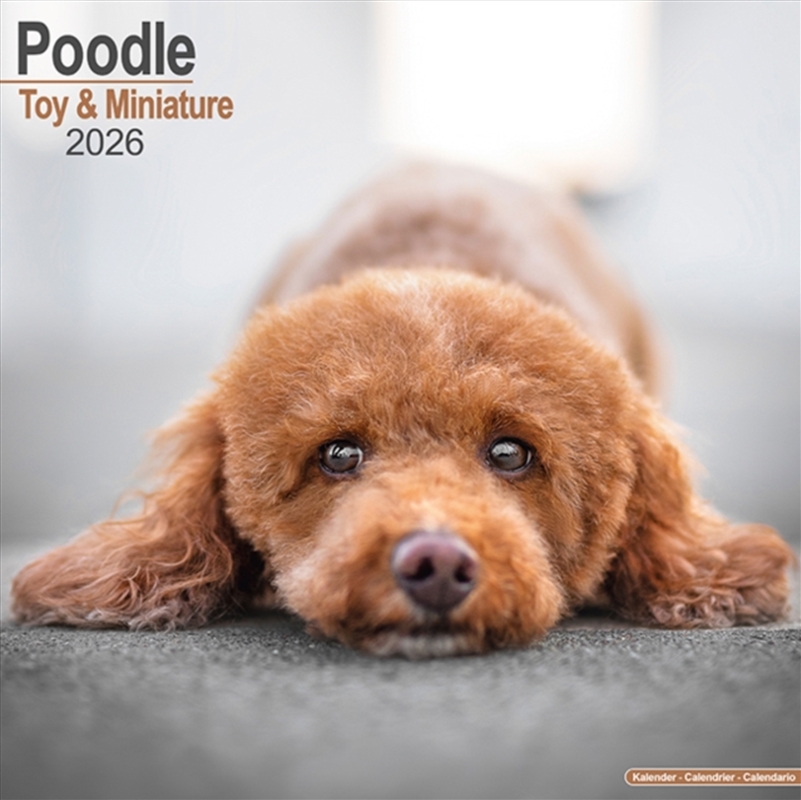 Poodle (Toy & Miniature) Calendar 2026 Square Dog Breed Wall Calendar - 16 Month/Product Detail/Calendars & Diaries