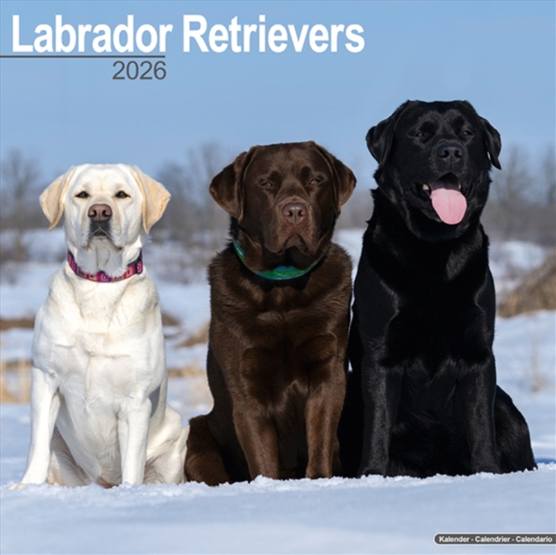 Labrador Retrievers (Mixed) Calendar 2026 Square Dog Breed Wall Calendar - 16 Month/Product Detail/Calendars & Diaries